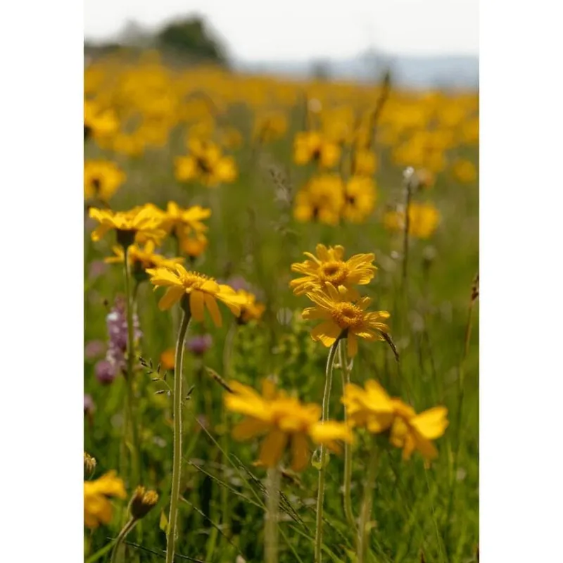 Weleda Arnica Sport Massageolie