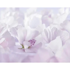 Weleda Baby Witte Malva Sensitive Gezichtscrème