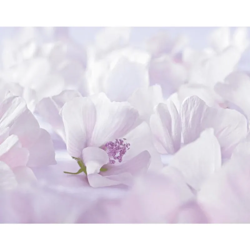 Weleda Baby Witte Malva Sensitive Gezichtscrème
