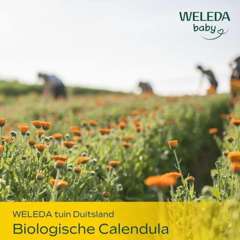 Weleda Calendula Babyshampoo & Douchecrème 200 ML