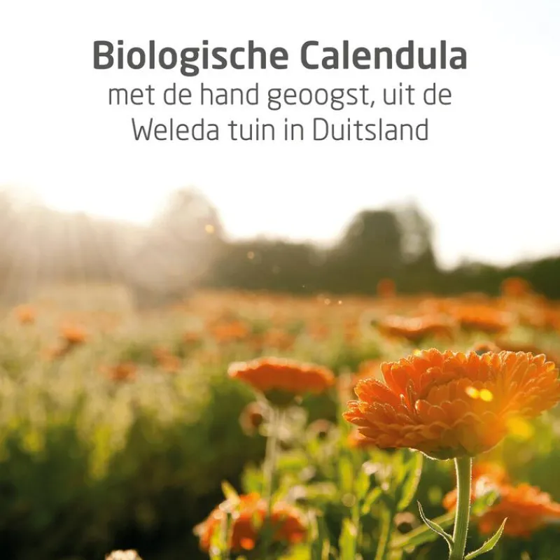 Weleda Calendula Billenbalsem 30 ML