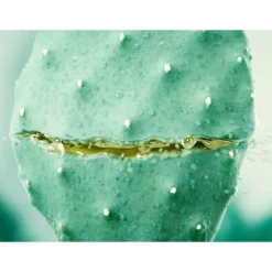 Weleda Vijgencactus Hydraterende Gezichtscrème 30 ML