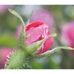 Weleda Wilde Rozen & Witte Thee Vitaliserende Oogcontourcrème 12 ML